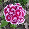 Dianthus barbatus